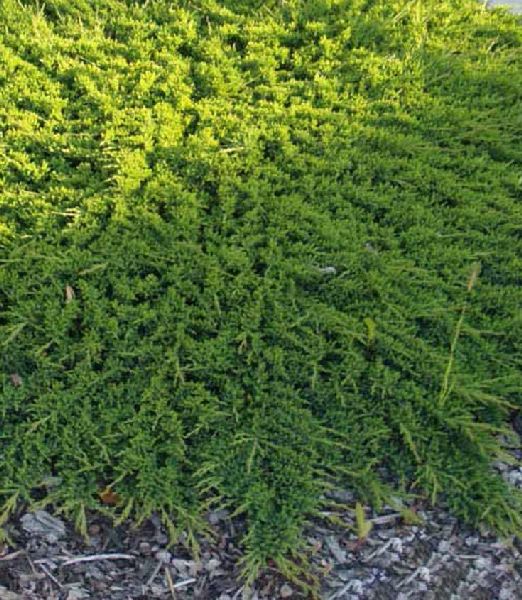 Juniperus horizontalis 'Prince of Wales'